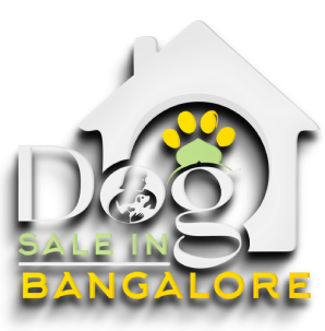 Dog Sale in Bangalore